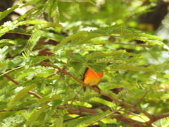 Pericrocotus cinnamomeus