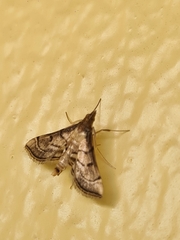 Marasmia trapezalis