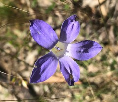 Wahlenbergia luteola