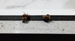 Cyclocephala signaticollis