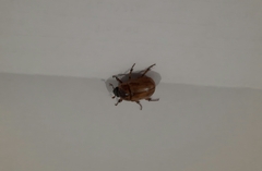 Cyclocephala signaticollis