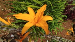 Hemerocallis
