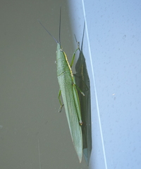 Legua crenulata