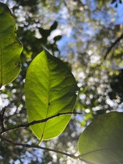Antidesma platyphyllum