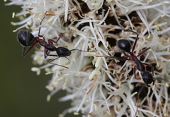 Camponotus intrepidus