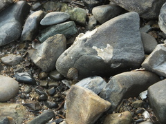 Littorina brevicula