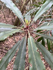 Anopterus macleayanus