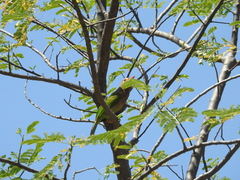 Psilopogon zeylanicus