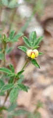 Stylosanthes