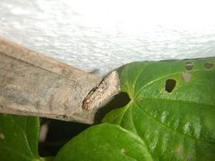 Mythimna languida