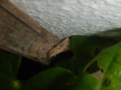 Mythimna languida