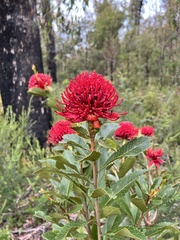 Telopea aspera