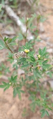 Stylosanthes