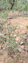 Stylosanthes