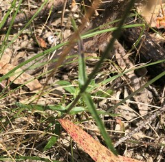 Wahlenbergia luteola