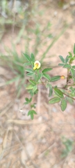 Stylosanthes