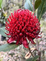 Telopea aspera