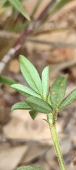 Stylosanthes