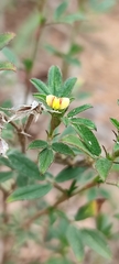 Stylosanthes