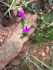 Polygala uncinata