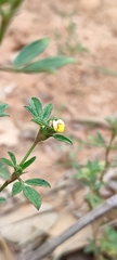 Stylosanthes