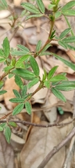 Stylosanthes