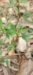 Stylosanthes