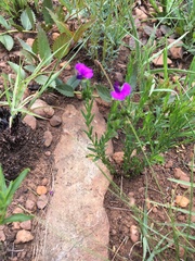 Polygala uncinata