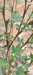 Stylosanthes
