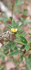 Stylosanthes