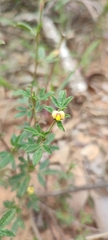 Stylosanthes