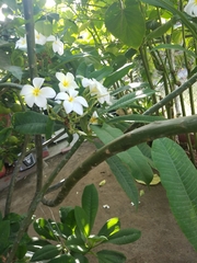 Plumeria