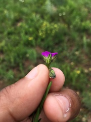 Polygala uncinata