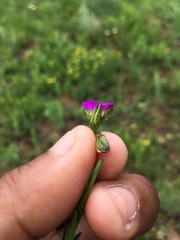 Polygala uncinata