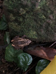 Craugastor polyptychus