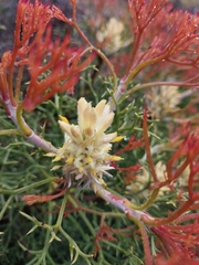 Petrophile multisecta