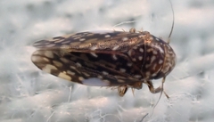 Xestocephalus