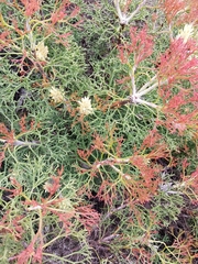 Petrophile multisecta