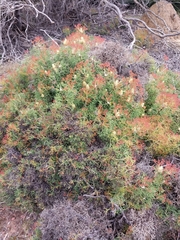 Petrophile multisecta