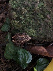 Craugastor polyptychus