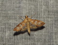 Sameodes