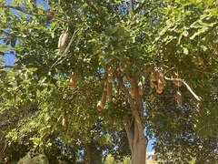 Kigelia africana