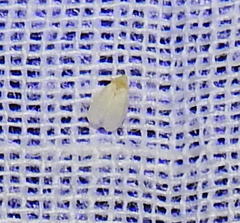 Schistophleps bipuncta