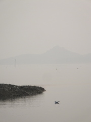 Chroicocephalus ridibundus