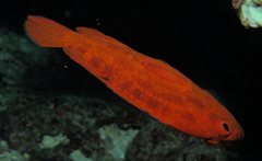 Cephalopholis spiloparaea