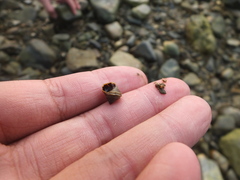 Littorina brevicula