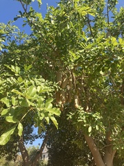 Kigelia africana