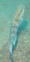 Amblygobius phalaena