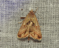 Acantholipes