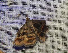 Acantholipes